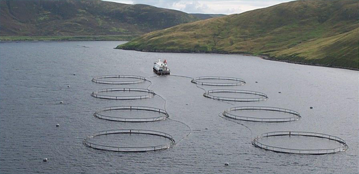 Scotland's Aquaculture